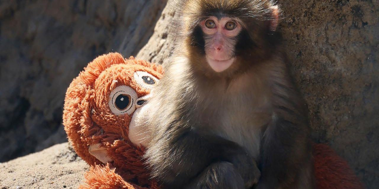 Kisah Viral Punch, Anak Monyet Yang Curi Perhatian Dunia