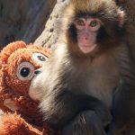 Kisah Viral Punch, Anak Monyet Yang Curi Perhatian Dunia