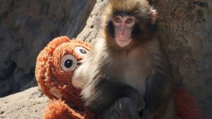 Kisah Viral Punch, Anak Monyet Yang Kisah Viral Punch