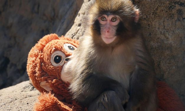 Kisah Viral Punch, Anak Monyet Yang Curi Perhatian Dunia