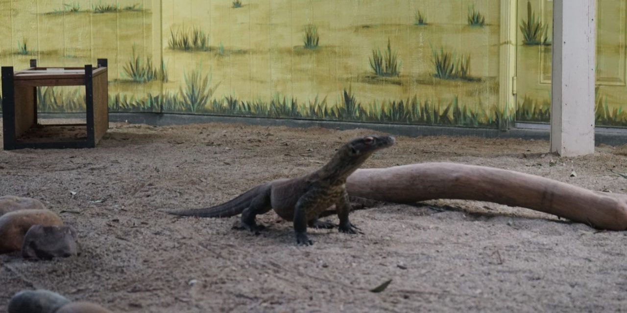 Sindikat Perdagangan Komodo Lintas Negara Terbongkar