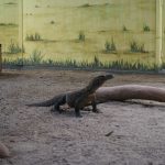 Sindikat Perdagangan Komodo Lintas Negara Terbongkar