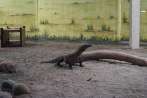 Sindikat Perdagangan Komodo Lintas Negara Terbongka