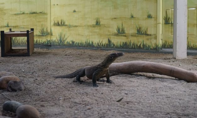 Sindikat Perdagangan Komodo Lintas Negara Terbongkar