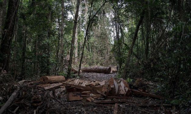 Aksi Kocak Turis Asing Tersesat Di Amazon Pakai Google Maps