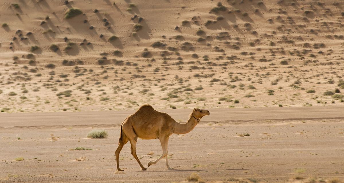 Arab Saudi Berencana Terbitkan Paspor Khusus Untuk Jutaan Unta