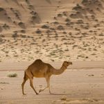 Arab Saudi Berencana Terbitkan Paspor Khusus Untuk Jutaan Unta