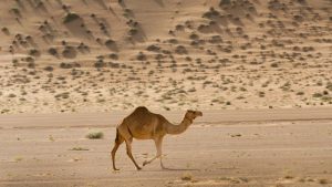 Arab Saudi Berencana Terbitkan Paspor Khusus Untuk Jutaan Unta
