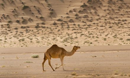 Arab Saudi Berencana Terbitkan Paspor Khusus Untuk Jutaan Unta
