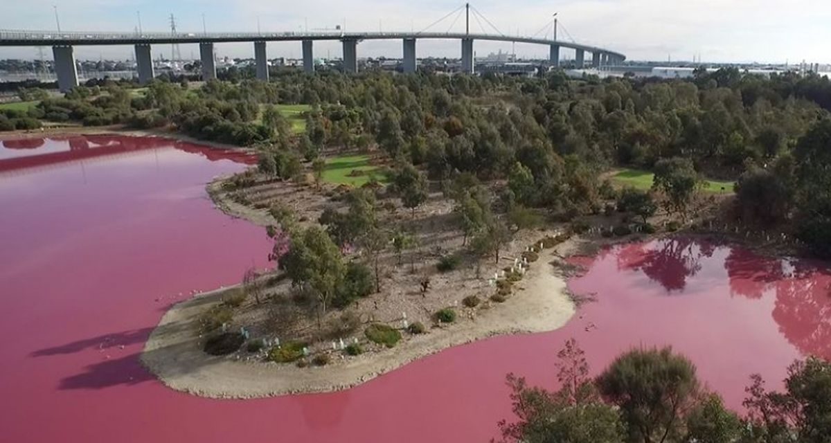 Air Danau Di Australia Mendadak Berubah Warna Jadi Pink Neon