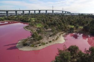 Air Danau Di Australia Mendadak Berubah Warna Jadi Pink Neon