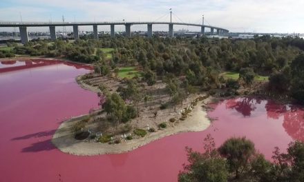 Air Danau Di Australia Mendadak Berubah Warna Jadi Pink Neon