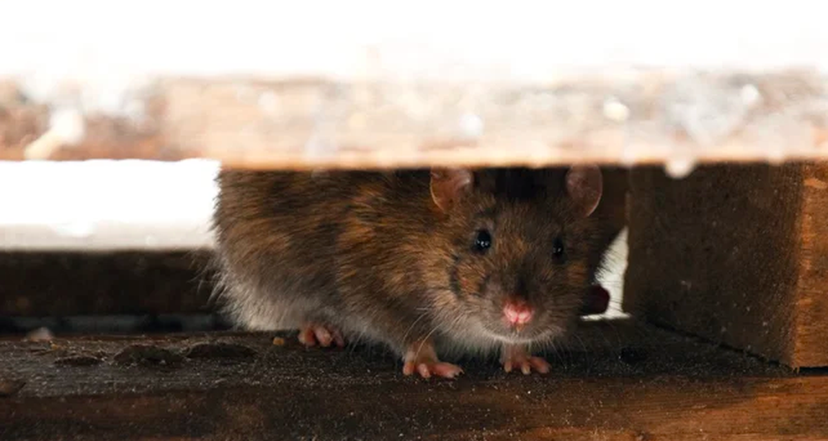Cara Mengusir Tikus Di Plafon Rumah Dengan Minyak Peppermint