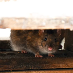 Cara Mengusir Tikus Di Plafon Rumah Dengan Minyak Peppermint