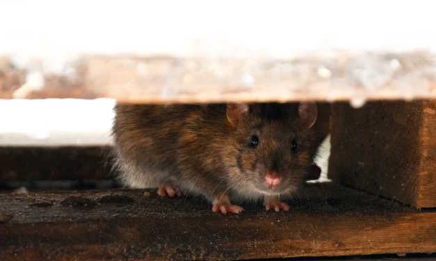 Cara Mengusir Tikus Di Plafon Rumah Dengan Minyak Peppermint