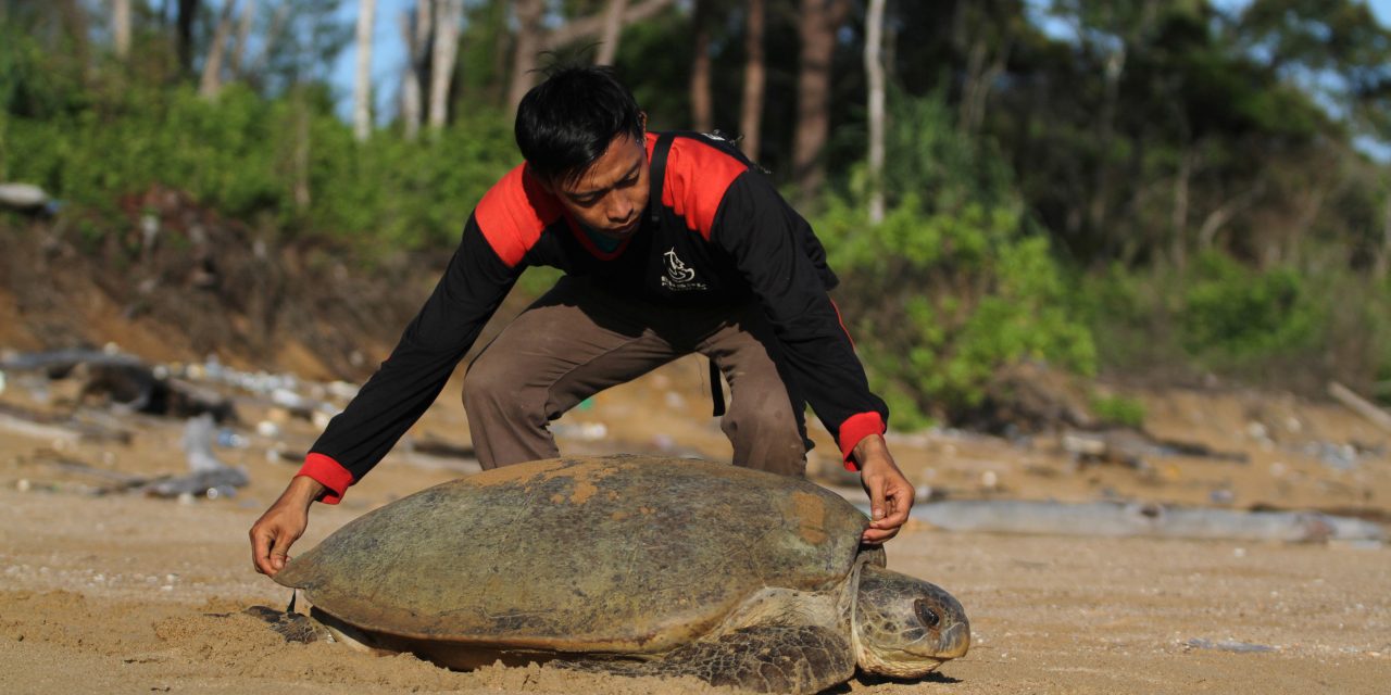Pemerintah Amankan Pesisir PPU Jadi Surga Penyu Hijau