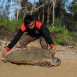 Pemerintah Amankan Pesisir PPU Jadi Surga Penyu Hijau