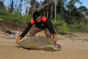 Pemerintah Amankan Pesisir PPU Jadi Surga Penyu Hijau