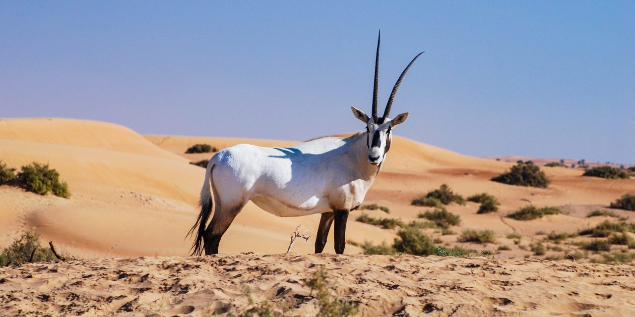 Populasi Oryx Arab Tembus Ribuan Ekor Di Alam Liar