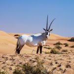 Populasi Oryx Arab Tembus Ribuan Ekor Di Alam Liar