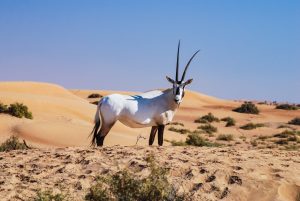 Populasi Oryx Arab Tembus Ribuan Ekor Di Alam Liar