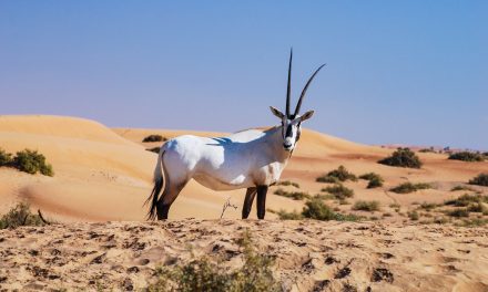 Populasi Oryx Arab Tembus Ribuan Ekor Di Alam Liar