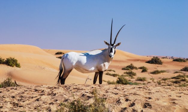Populasi Oryx Arab Tembus Ribuan Ekor Di Alam Liar