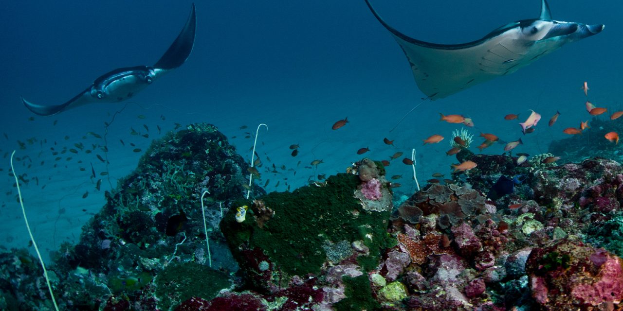 Taman Nasional Komodo Batasi Zonasi Diving Karang Dan Manta