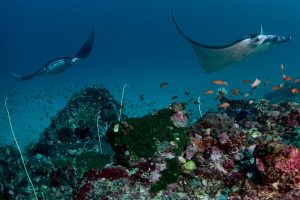 Taman Nasional Komodo Batasi Zonasi Diving Karang Dan Manta