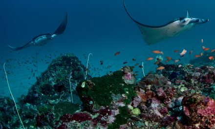 Taman Nasional Komodo Batasi Zonasi Diving Karang Dan Manta
